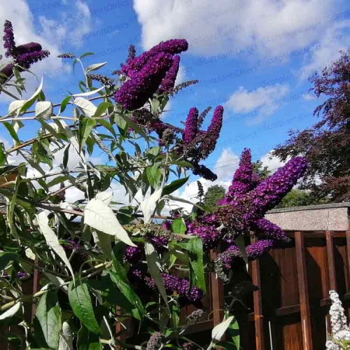 Buddleja White Profusion Bouquet Butterfly Bush | ScotPlants Direct